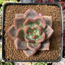 Echeveria 'Sharman' 2" Succulent Plant