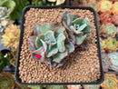 Echeveria 'Blue Spur' 3" Cluster Succulent Plant