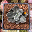 Echeveria 'Xichuensis' 2" Succulent Plant