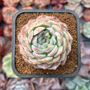 Echeveria 'Rosalina' 2" Succulent Plant