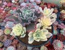 Echeveria 'Japan Moon River' Variegated 7" Very Large Cluster Succulent Plant