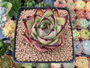 Echeveria Agavoides 'Wonjong Ebony' 3"-4" Succulent Plant