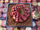 Echeveria Agavoides 'Rainstar' 2" Succulent Plant