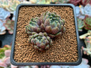 Echeveria 'Scorpio' 1"-2" Cluster Succulent Plant