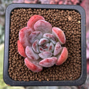 Echeveria 'Starmark' 1" Succulent Plant