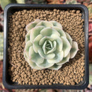 Echeveria 'Compton Carousel' Variegated 1" Succulent Plant