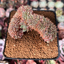 Echeveria 'Deren-Oliver' Crested 2"-3" Succulent Plant