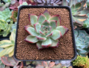 Echeveria 'Ratam' 2" Succulent Plant