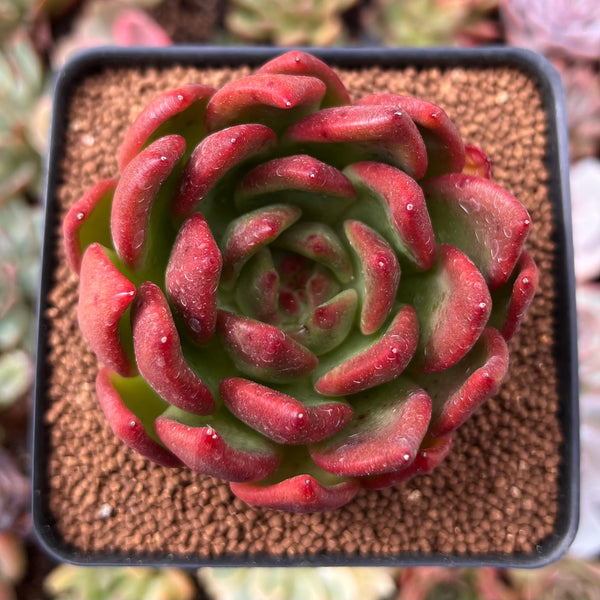 Echeveria Agavoides 'Red Wine' 2"-3" Succulent Plant