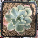 Echeveria 'Secunda' Variegated 2"-3" Succulent Plant
