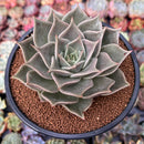 Echeveria Agavoides 'Gazelle' 4" Succulent Plant