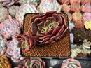Echeveria 'Zestar' 2" Cluster Succulent Plant