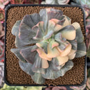 Echeveria 'Cubic Frost' Variegated 3" Succulent Plant
