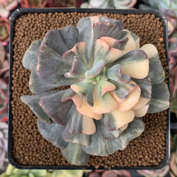 Echeveria 'Cubic Frost' Variegated 3