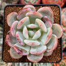 Echeveria 'Monroe' Hybrid 2" Succulent Plant