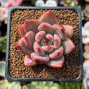 Echeveria sp. 1"-2" Succulent Plant