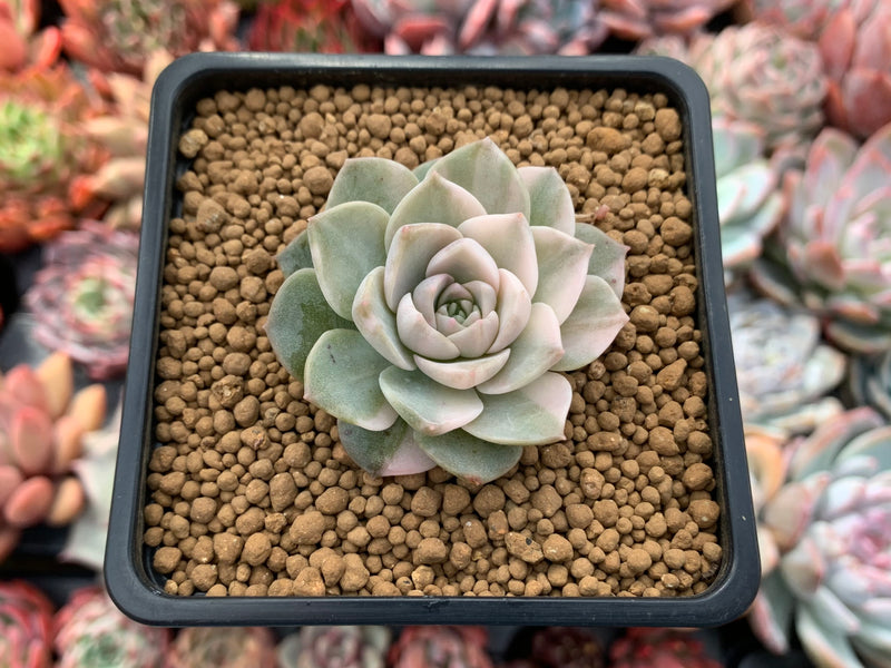 anna plant Echeveria 'Anna' Variegated 1