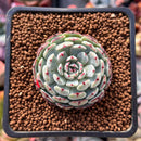 Echeveria 'Dark Minima' 1" Succulent Plant