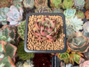 Echeveria Agavoides 'Bordeaux' 1" New Hybrid Succulent Plant
