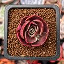 Echeveria 'Red Tan' 1" Succulent Plant