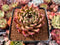 Echeveria Agavoides 'Sarabony' Super clone 3" Succulent Plant