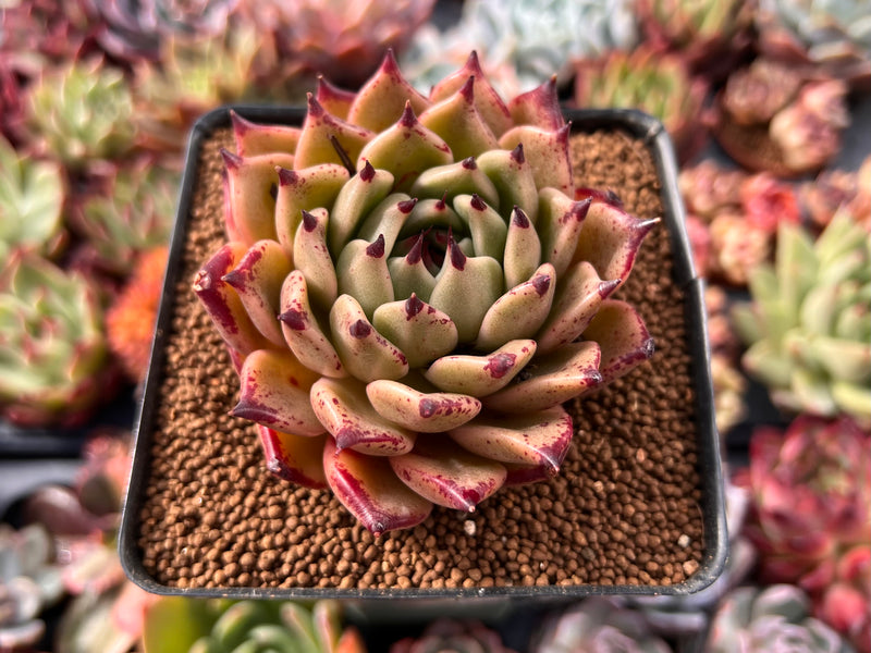 super succulents Echeveria Agavoides 'Sarabony' Super clone 3" Succulent Plant – True  Succulents Plant Co