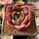 Echeveria 'Pink Champaign' 1"-2" Succulent Plant