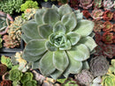 Echeveria 'German Champaign' 5" Large Succulent Plant
