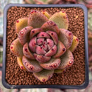 Echeveria Agavoides 'Ebony' Hybrid 2" Succulent Plant
