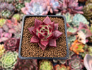 Echeveria Agavoides 'Luming' 1"-2" Succulent Plant