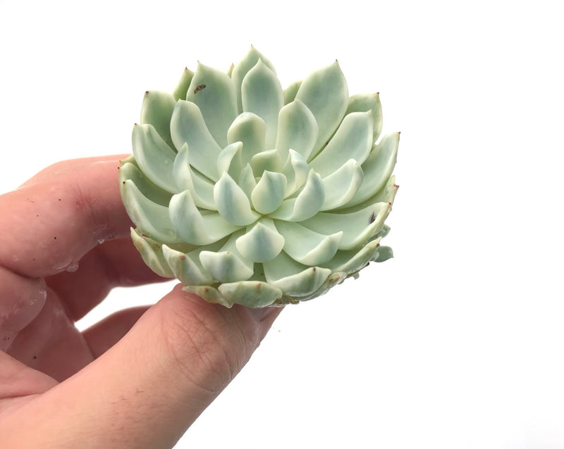 succulent liners Echeveria 'Angel Liner' Variegated 3" Rare Succulent Plant – True Succulents Plant Co