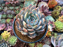 Echeveria 'Orange Monroe' 4"-5" Powdery Succulent Plant