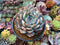 Echeveria 'Orange Monroe' 4"-5" Powdery Succulent Plant