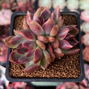 Echeveria 'Violet Cheese' 2" Succulent Plant