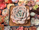 Echeveria 'Ice Cream' 2"-3" Succulent Plant