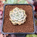 Echeveria 'Tinkerbell' Variegated 1" Succulent Plant