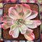 Echeveria Agavoides 'Star Boss' Variegated 3" Succulent Plant