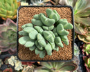 Conophytum 'Bilobum' Cluster 3" Succulent Plant