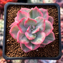 Echeveria 'Pink Harin' Variegated 2" Succulent Plant