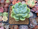 Echeveria 'Chloe' 2"-3" Powdery Succulent Plant