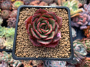 Echeveria Agavoides 'Red Fantasy' 2" Succulent Plant