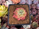 Echeveria Hybrid sp. 1"-2" Succulent Plant