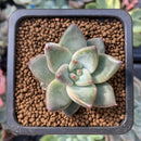 Echeveria 'Tremolo' 1" Succulent Plant