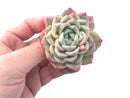 Echeveria Crystal Rose 3” Rare Succulent Plant