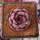 Echeveria 'Black Smoke' 1" New Hybrid Succulent Plant