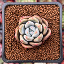 Echeveria 'Monroe Queen' 1" Powdery Succulent Plant