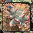 Cotyledon 'Orbiculata' Variegated 3" Succulent Plant