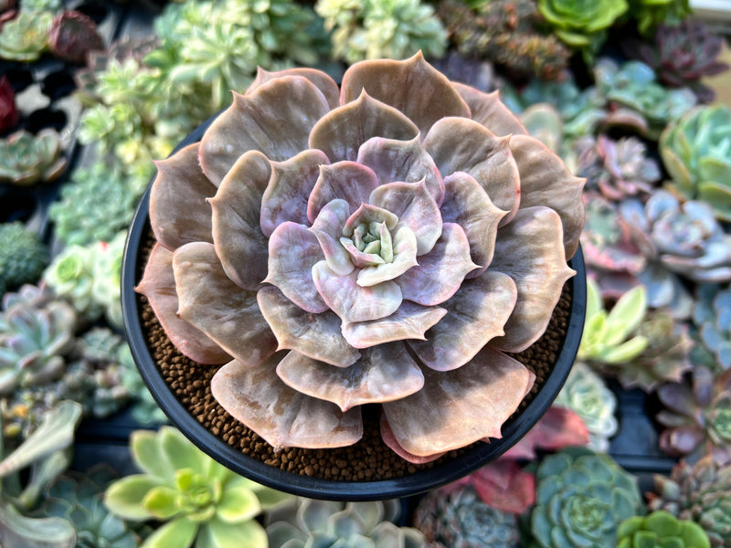 cabbage succulent flower Echeveria 'Lilacina' Marble Variegated 4" Succulent Plant – True Succulents  Plant Co