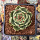 Echeveria Agavoides 'Blue Dragon' 2" Succulent Plant