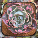 Echeveria 'Beyonce' Variegated 4"-5" Large Succulent Plant
